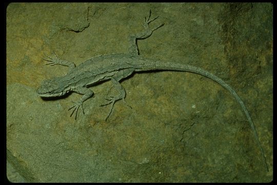 Urosaurus ornatus ornatus (Baird & Girard 1852) resmi