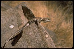 Image of Uta stansburiana elegans Yarrow 1882