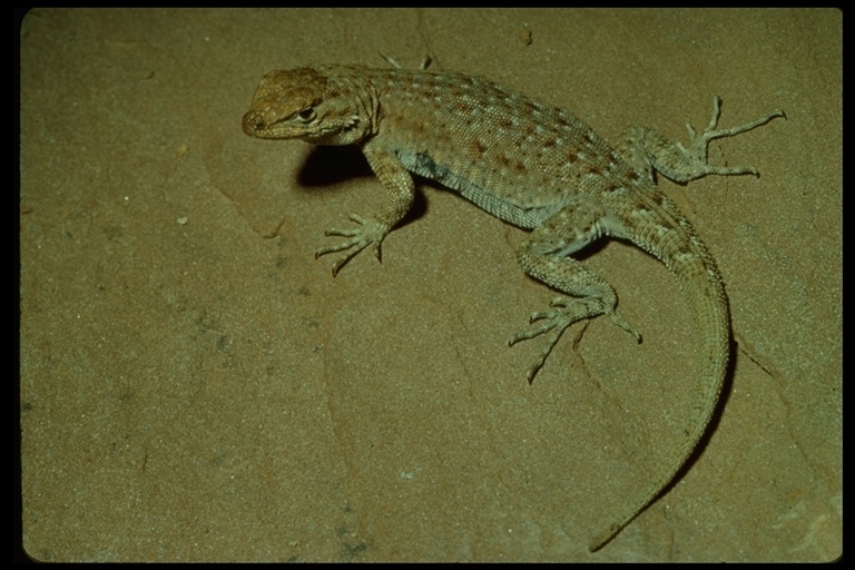 Image of Eastern Side-blotched Lizard