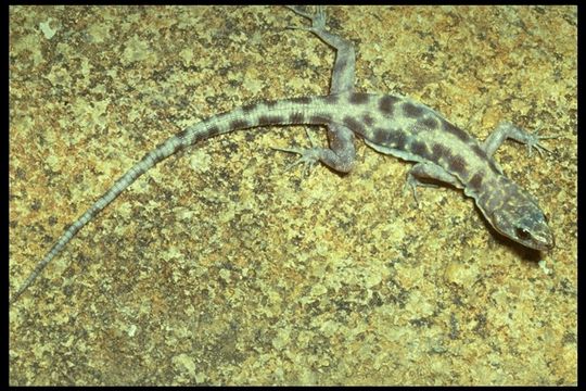 Image of Granite Night Lizard