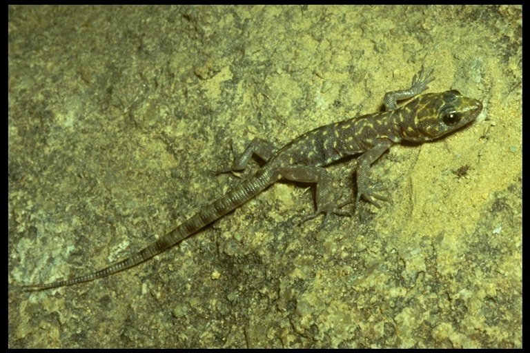 Image of Granite Night Lizard