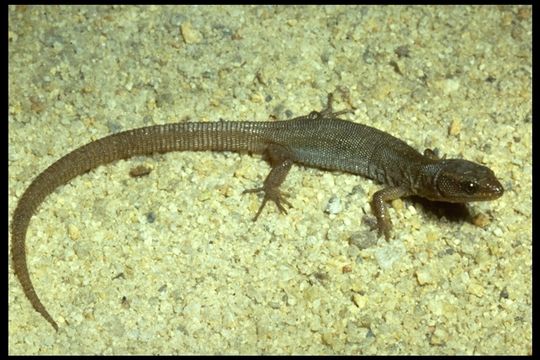 Image of Desert Night Lizard