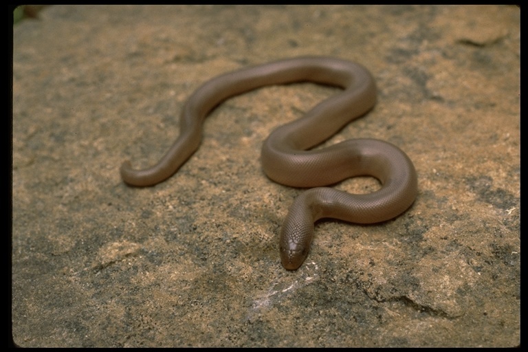 Image of Northern Rubber Boa