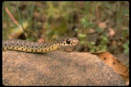 صورة Coluber constrictor mormon Baird & Girard 1852