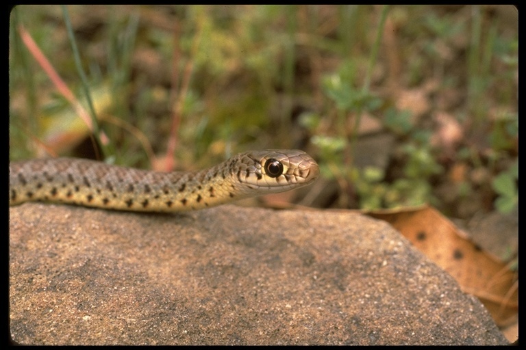 Sivun Coluber constrictor mormon Baird & Girard 1852 kuva