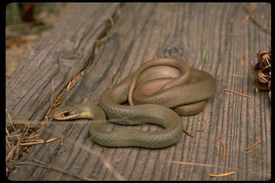 Sivun Coluber constrictor mormon Baird & Girard 1852 kuva