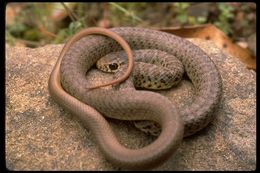 Sivun Coluber constrictor mormon Baird & Girard 1852 kuva