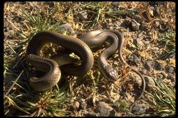 Sivun Coluber constrictor mormon Baird & Girard 1852 kuva