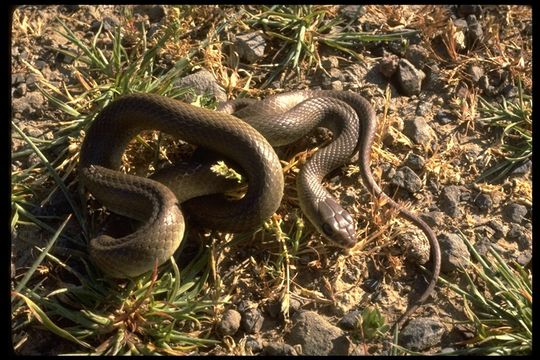 Image of Western yellow-bellied Racer