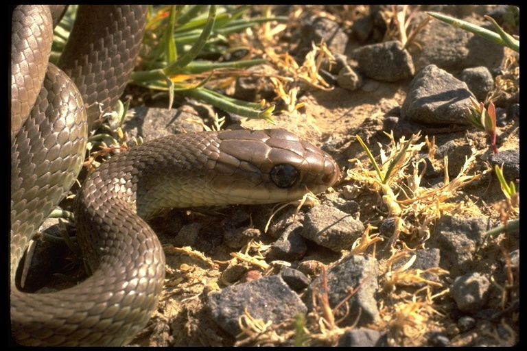 Image of Western yellow-bellied Racer