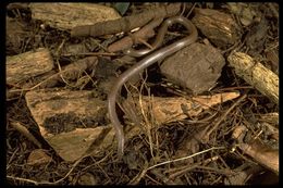 Image of Sharp-tailed Snake
