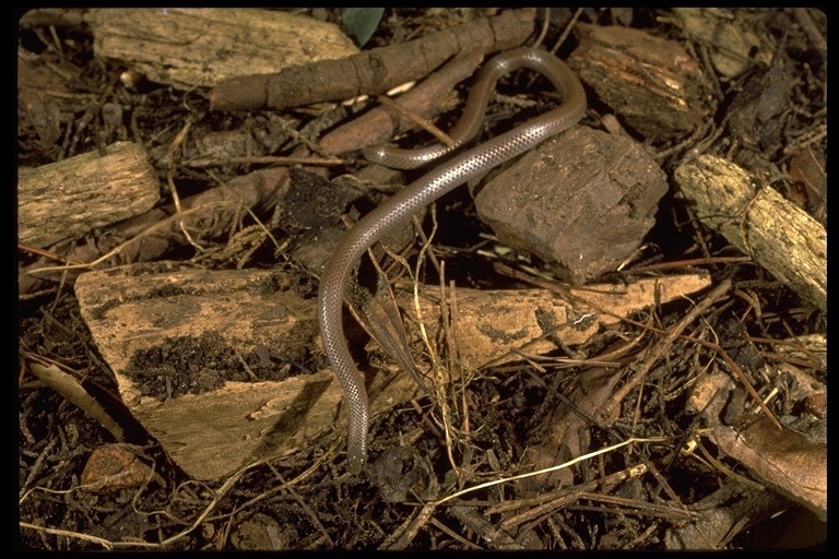 Image of Sharp-tailed Snake