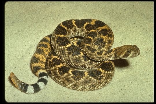 Image of Western Diamond-backed Rattlesnake