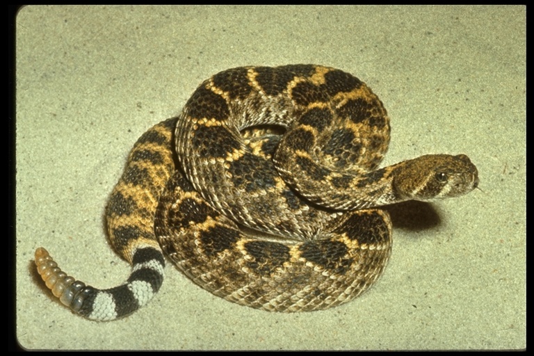 Image de Crotalus atrox Baird & Girard 1853