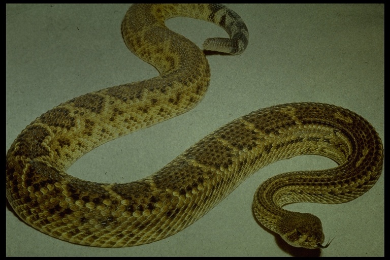 Image de Crotalus atrox Baird & Girard 1853