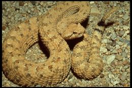 Image of Sidewinder Rattlesnake