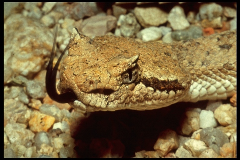 Image of Sidewinder Rattlesnake