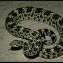 Image of Speckled Rattlesnake