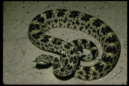 صورة <i>Crotalus <i>mitchellii</i></i> mitchellii