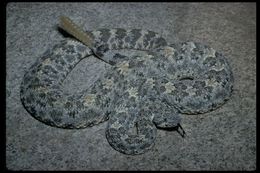 صورة <i>Crotalus <i>mitchellii</i></i> mitchellii