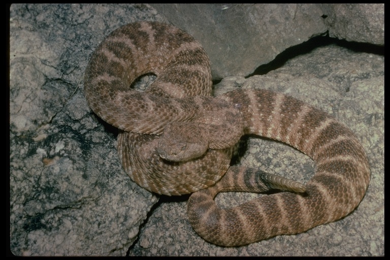 صورة Crotalus mitchellii (Cope 1861)