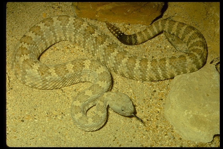 Image of Panamint Rattlesnake