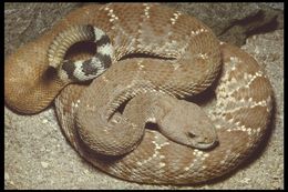 Image of Crotalus ruber ruber Cope 1892