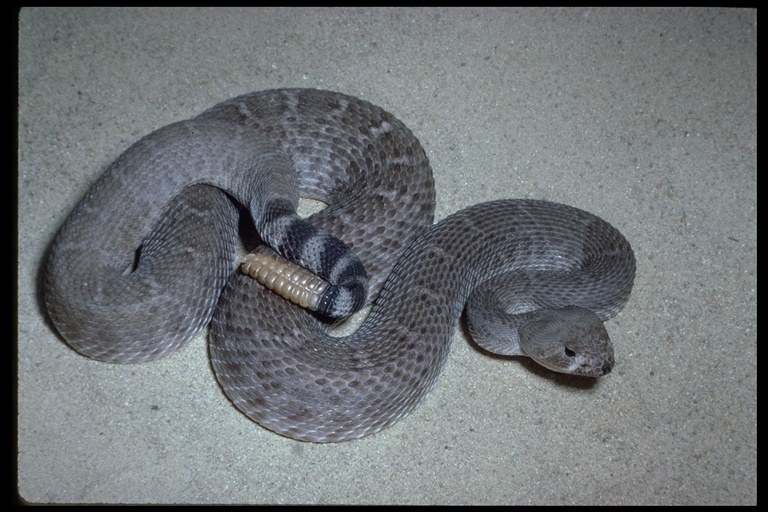 Image of Crotalus ruber ruber Cope 1892