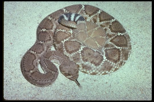 Image of Crotalus ruber ruber Cope 1892