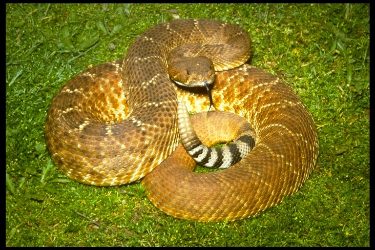 Image of Crotalus ruber ruber Cope 1892