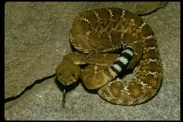 Image of Crotalus ruber ruber Cope 1892