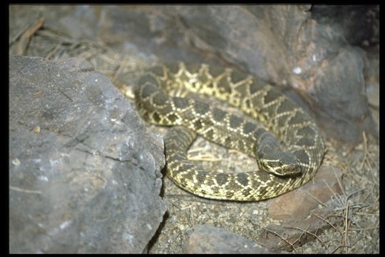 Image of Mohave Rattlesnake