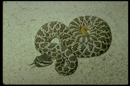 Crotalus oreganus helleri Meek 1905 resmi