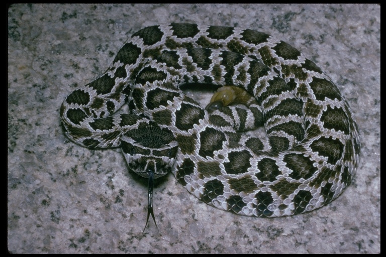 Crotalus oreganus helleri Meek 1905 resmi