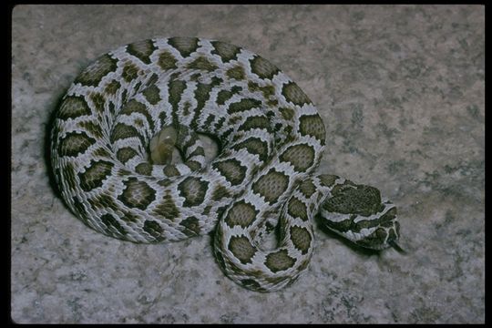 Crotalus oreganus helleri Meek 1905 resmi