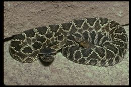 Crotalus oreganus helleri Meek 1905 resmi