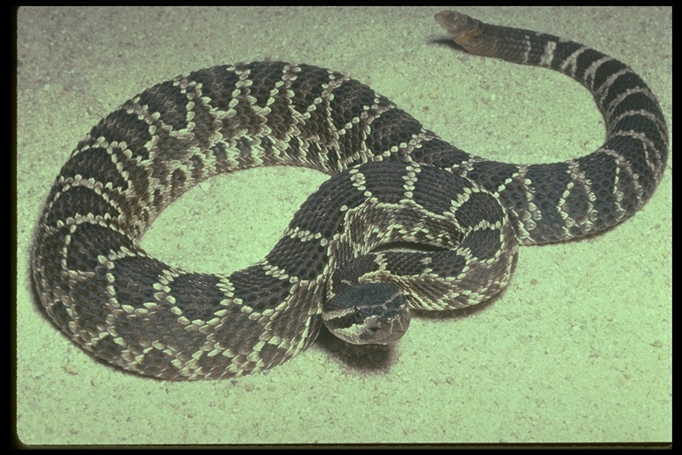 Crotalus oreganus helleri Meek 1905 resmi