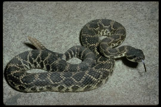 Crotalus oreganus helleri Meek 1905 resmi