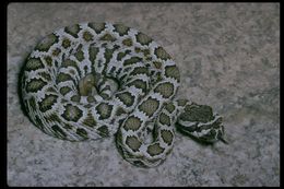 Crotalus oreganus helleri Meek 1905 resmi