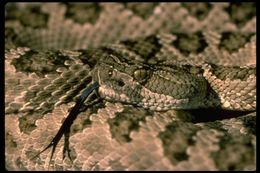 Image of Crotalus oreganus lutosus Klauber 1930