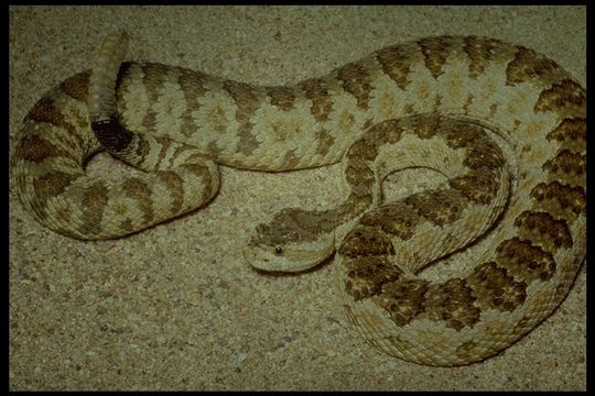 Image of Crotalus oreganus lutosus Klauber 1930