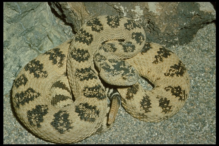 Image of Crotalus oreganus lutosus Klauber 1930