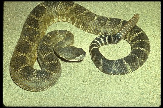 Image of Crotalus oreganus oreganus Holbrook 1840