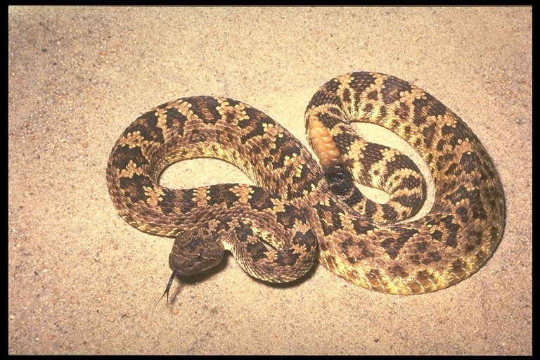 Image of Crotalus oreganus oreganus Holbrook 1840