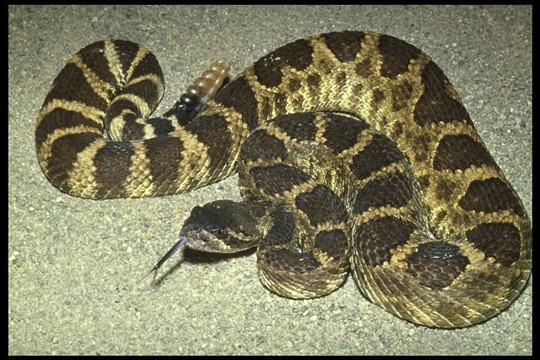 Image of Crotalus oreganus oreganus Holbrook 1840