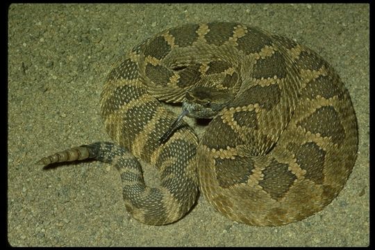 Image of Crotalus oreganus oreganus Holbrook 1840