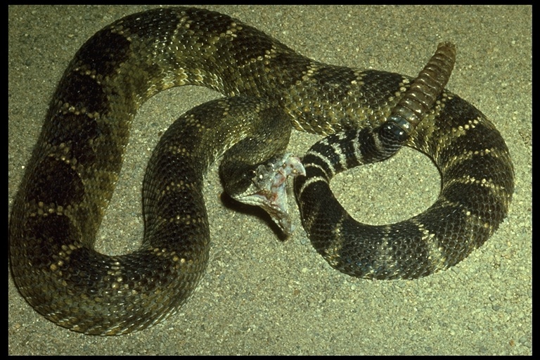 Image of Crotalus oreganus oreganus Holbrook 1840