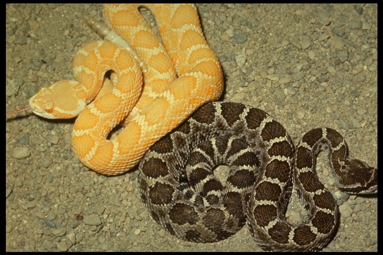 Image of Crotalus oreganus oreganus Holbrook 1840