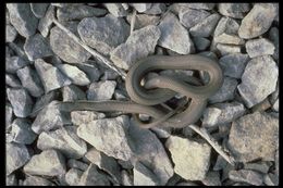 Image of Queen Snake