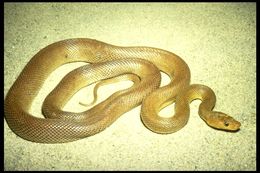 Image of Baja California Rat Snake